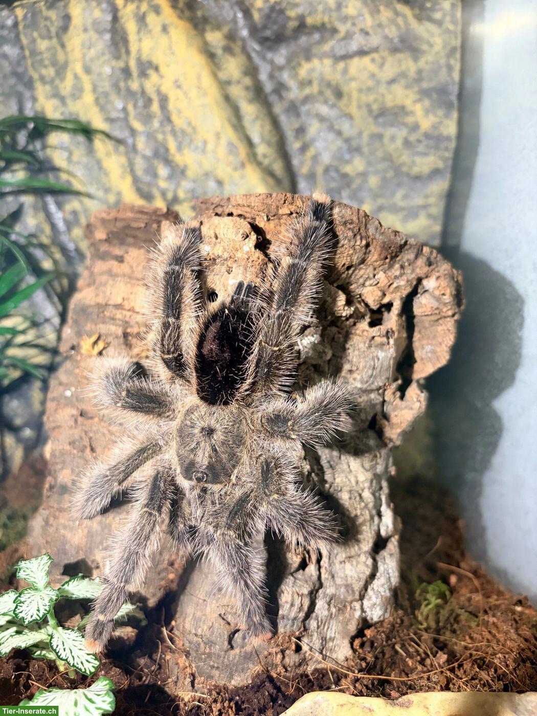 Bild 2: Vogelspinne Avicularia sp. pucallpa zu verkaufen