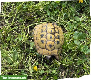 Griechische Landschildkröten suchen neues Zuhause mit Aussenhaltung