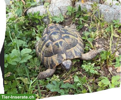 Bild 2: Griechische Landschildkröten suchen neues Zuhause mit Aussenhaltung