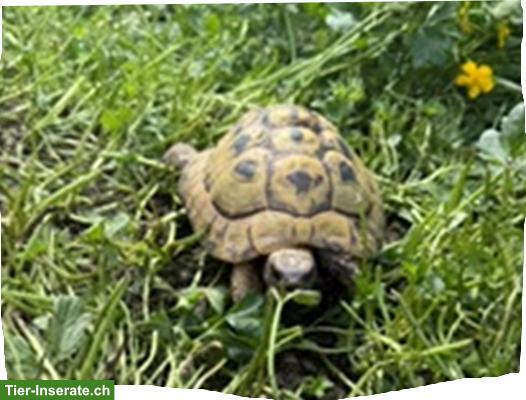 Bild 3: Griechische Landschildkröten suchen neues Zuhause mit Aussenhaltung