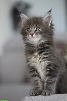 Reinrassiges Maine Coon Kitten (Blue Tabby) mit Stammbaum
