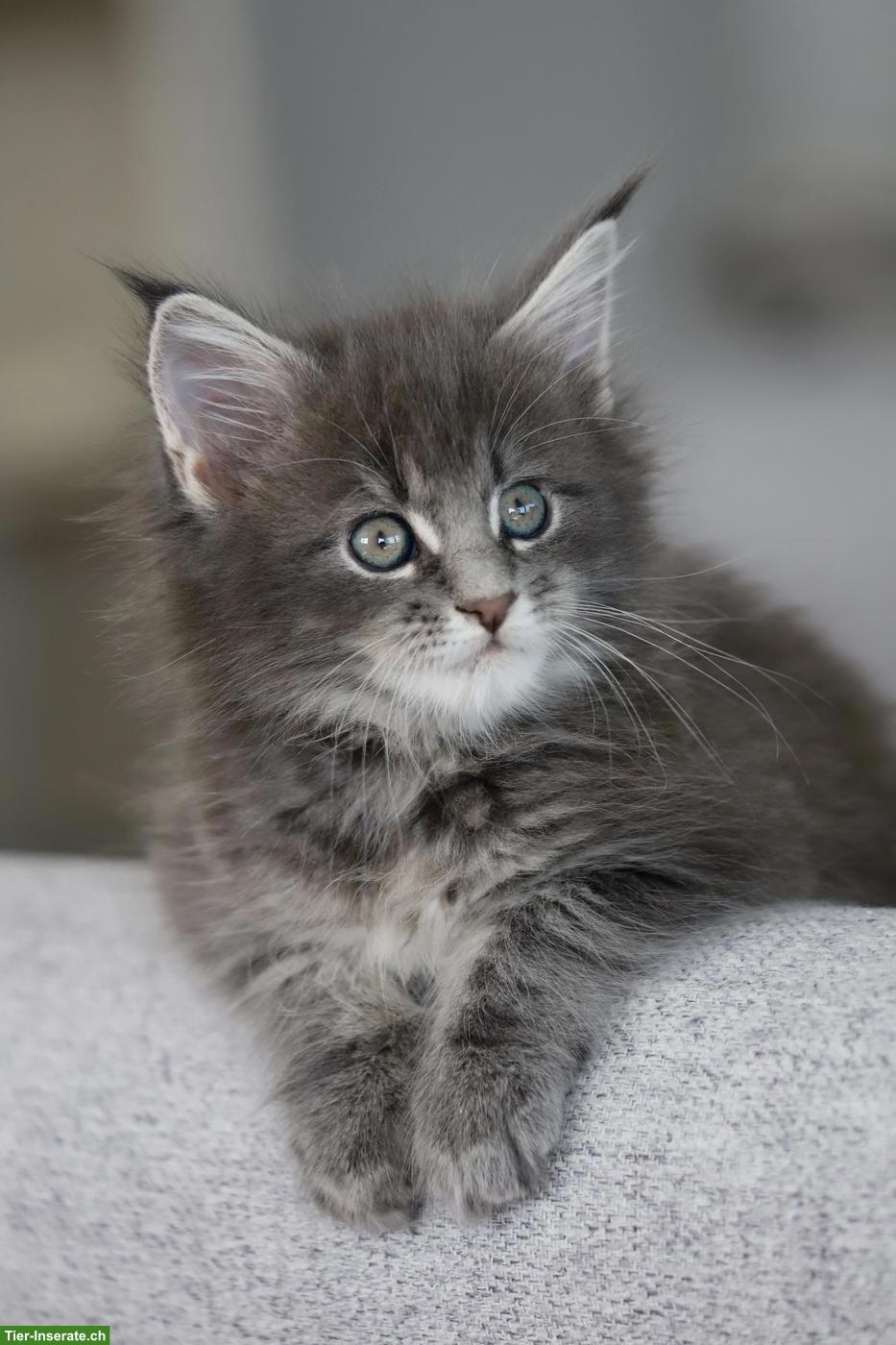 Bild 2: Reinrassiges Maine Coon Kitten (Blue Tabby) mit Stammbaum