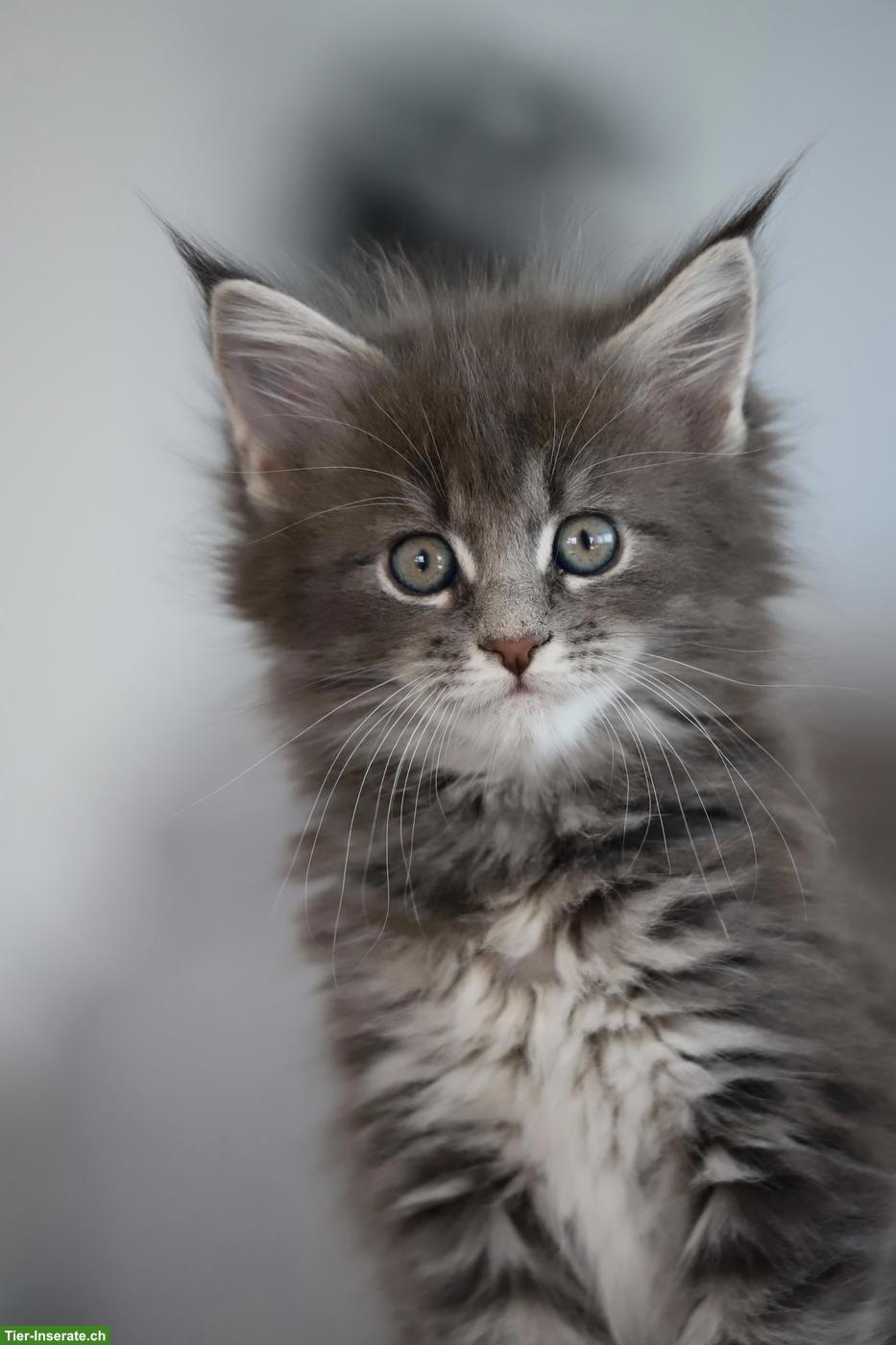 Bild 3: Reinrassiges Maine Coon Kitten (Blue Tabby) mit Stammbaum