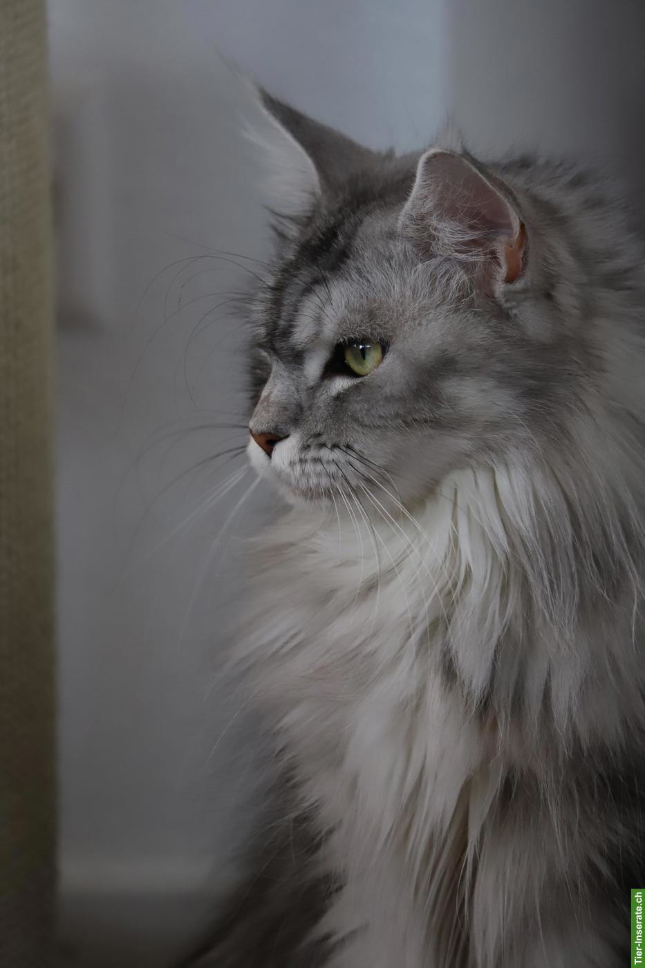Bild 4: Reinrassiges Maine Coon Kitten (Blue Tabby) mit Stammbaum