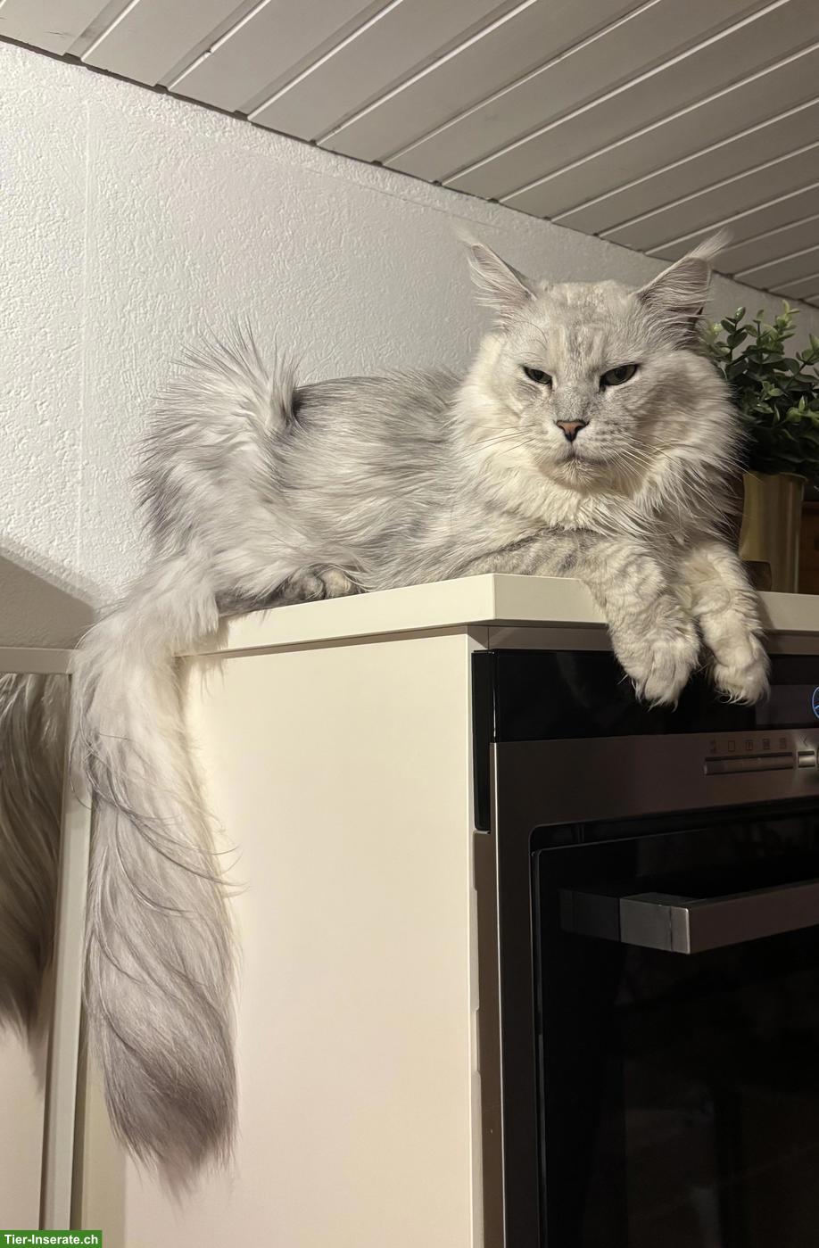 Bild 5: Reinrassiges Maine Coon Kitten (Blue Tabby) mit Stammbaum
