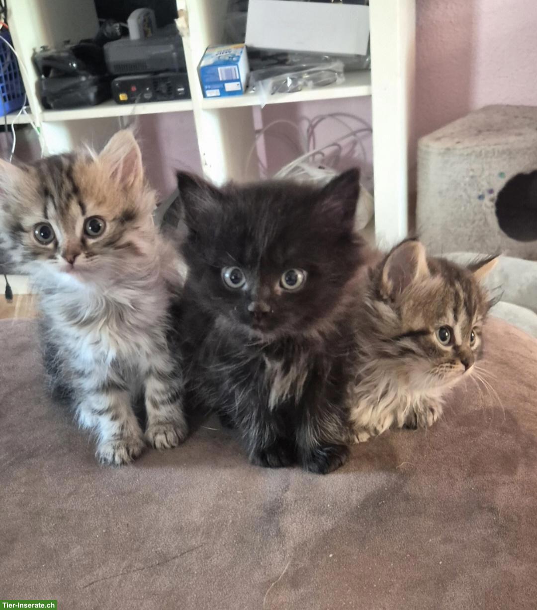 Birma x Perser Kitten suchen neues Zuhause