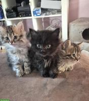 Birma x Perser Kitten suchen neues Zuhause