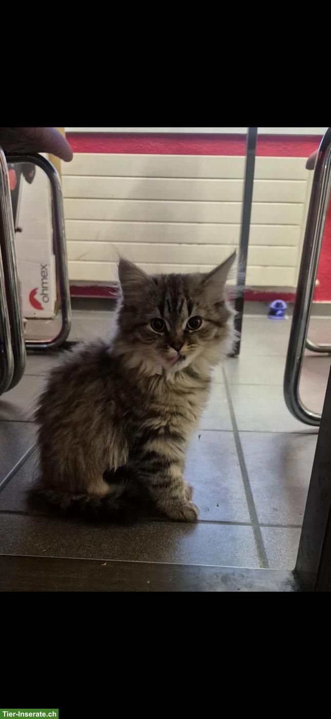 Bild 2: Süsse Birma × Perser Kitten suchen liebes Zuhause ❤️