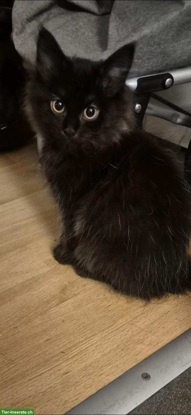 Bild 3: Süsse Birma × Perser Kitten suchen liebes Zuhause ❤️