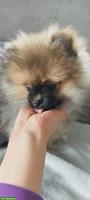 Pomeranian Weibchen an Tierliebhaber zu verkaufen