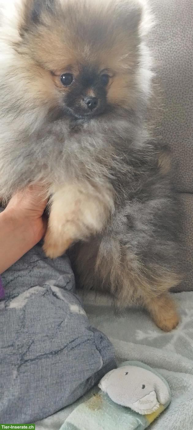 Bild 2: Pomeranian Weibchen an Tierliebhaber zu verkaufen