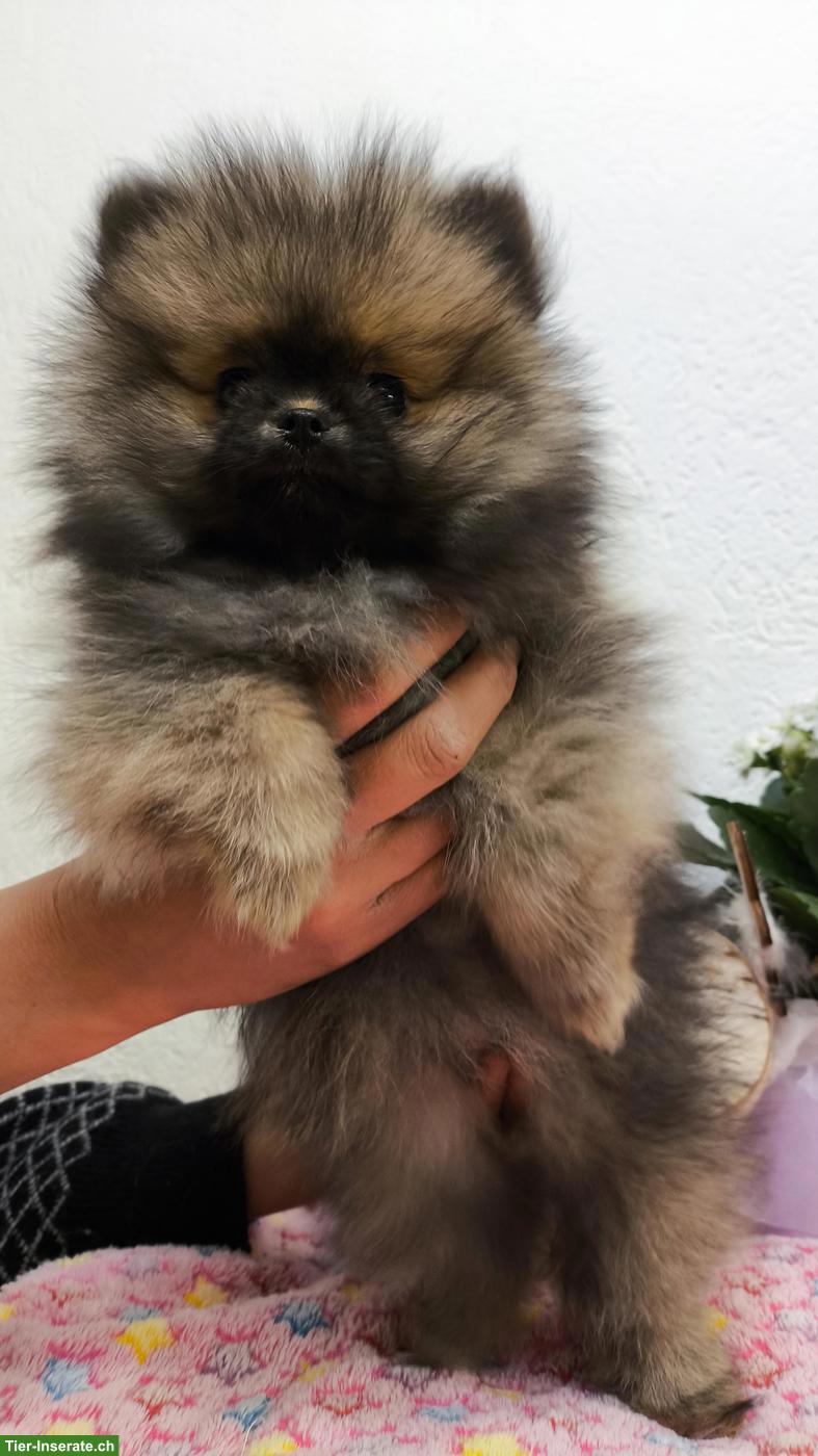 Bild 3: Pomeranian Weibchen an Tierliebhaber zu verkaufen