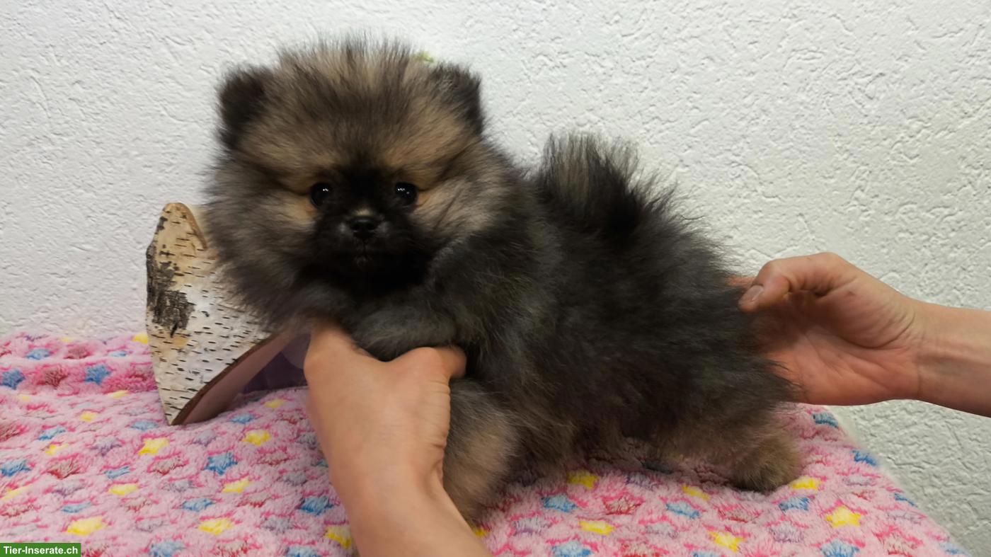Bild 4: Pomeranian Weibchen an Tierliebhaber zu verkaufen