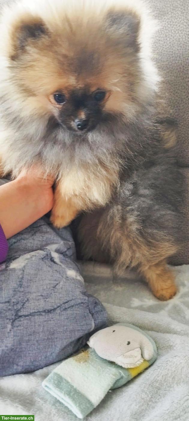 Bild 5: Pomeranian Weibchen an Tierliebhaber zu verkaufen