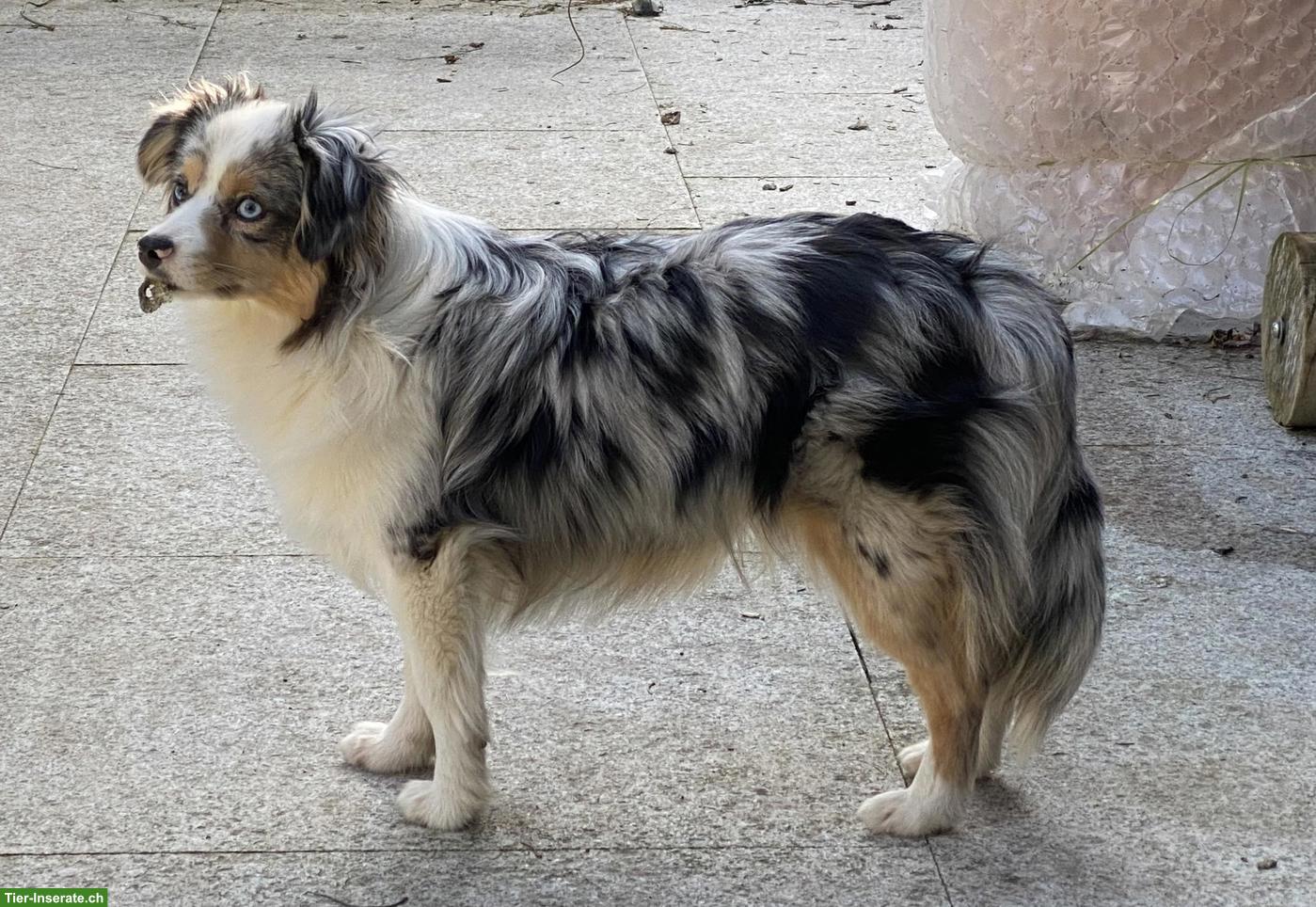 Toy Australian Shepherd Hündin, Blue Merle, 13 Monate alt
