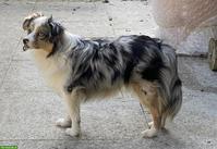 Toy Australian Shepherd Hündin, Blue Merle, 13 Monate alt