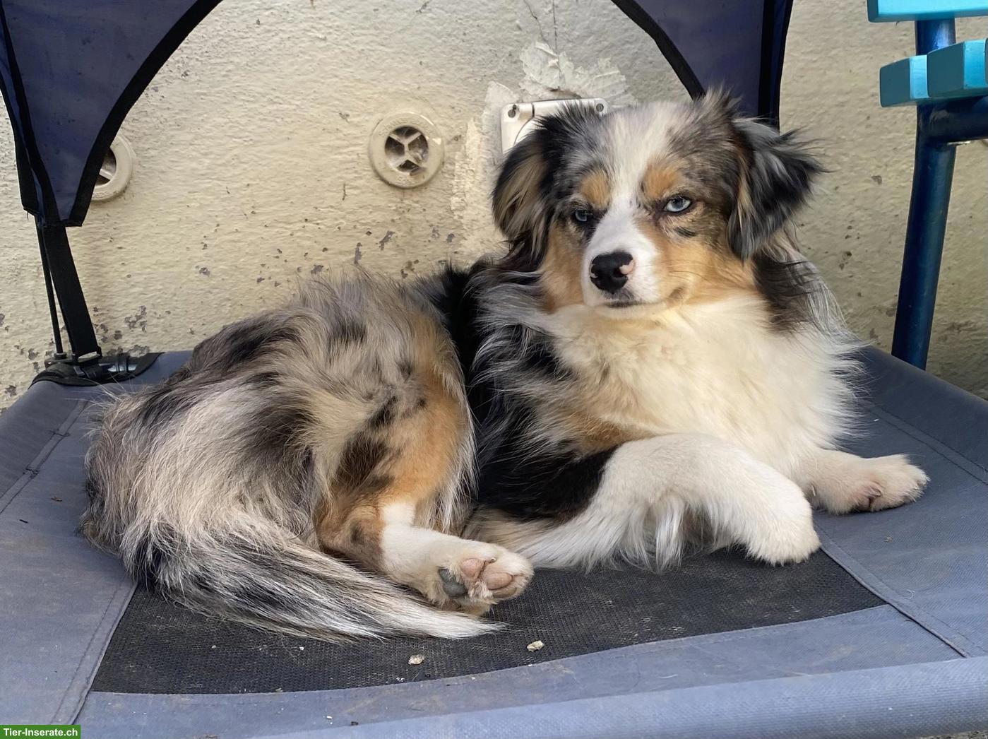 Bild 2: Toy Australian Shepherd Hündin, Blue Merle, 13 Monate alt