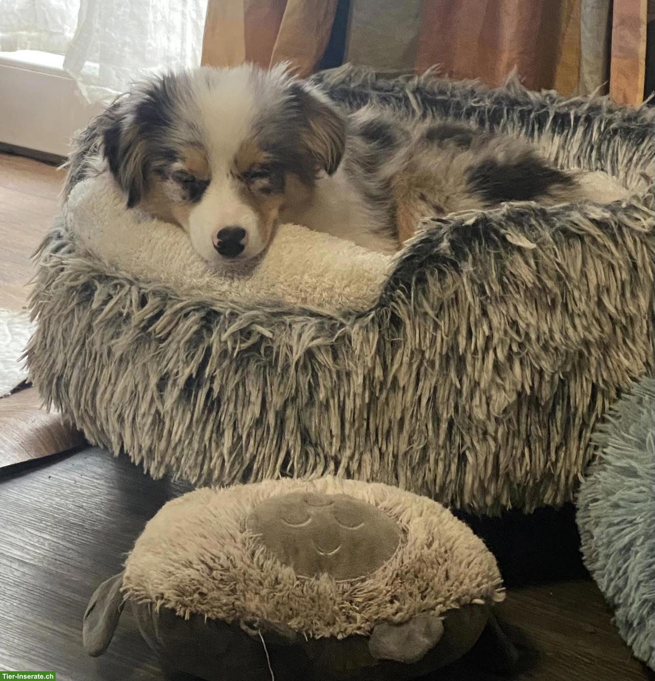 Bild 3: Toy Australian Shepherd Hündin, Blue Merle, 13 Monate alt
