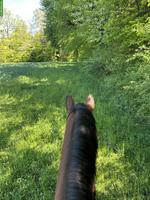 Reitbeteiligung für 3 Pferde in Gerolfingen BE