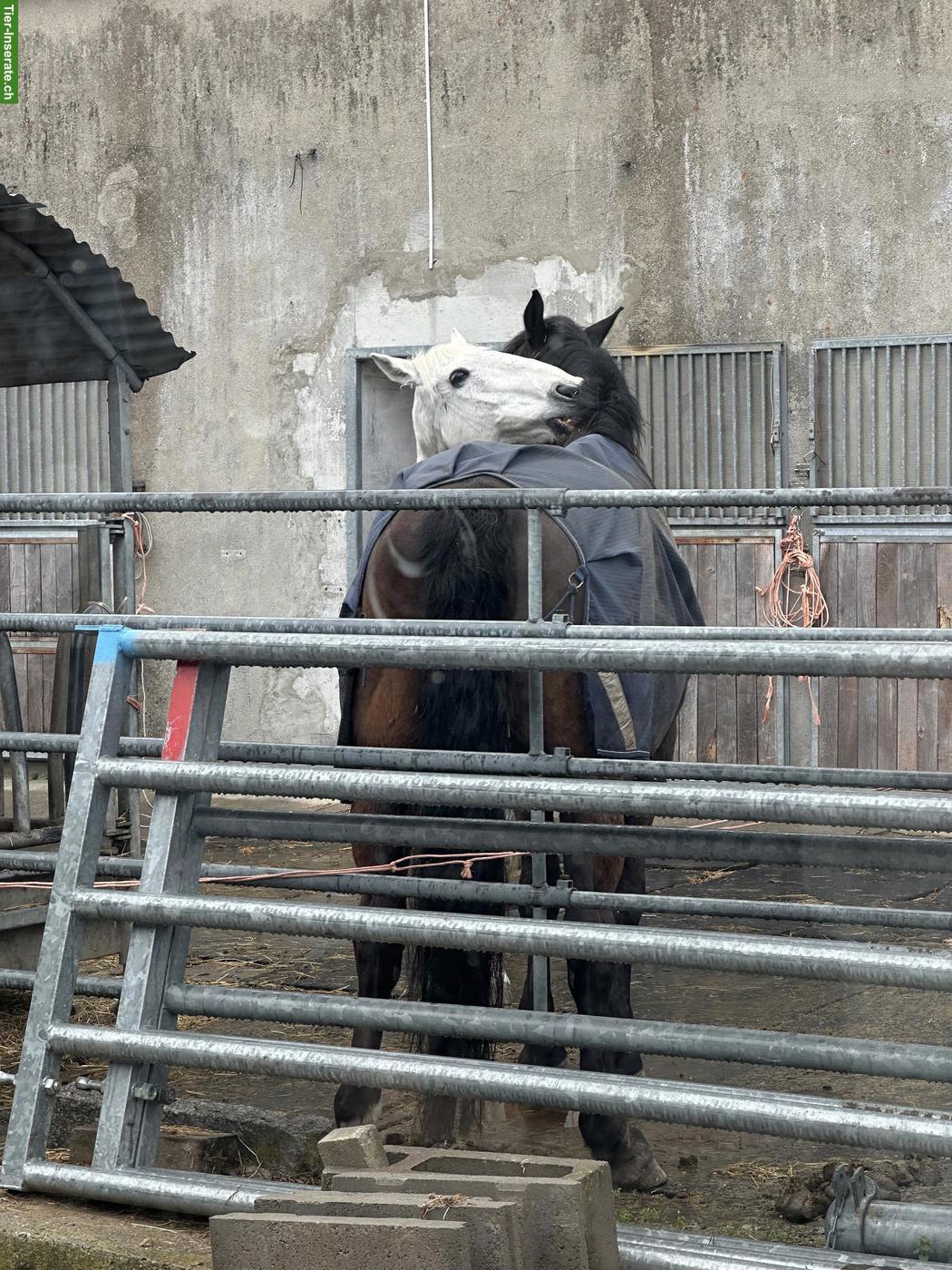 Bild 8: Reitbeteiligung für 3 Pferde in Gerolfingen BE