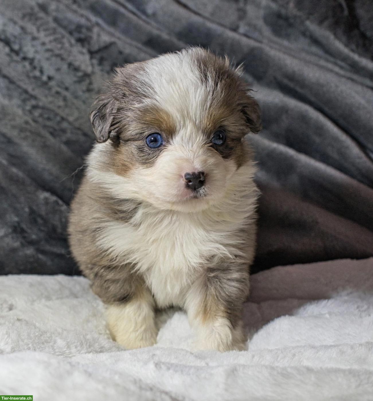 Mini Aussie / Toy Aussie / Miniature Australian Shepherd Welpen