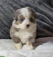 Mini Aussie / Toy Aussie / Miniature Australian Shepherd Welpen