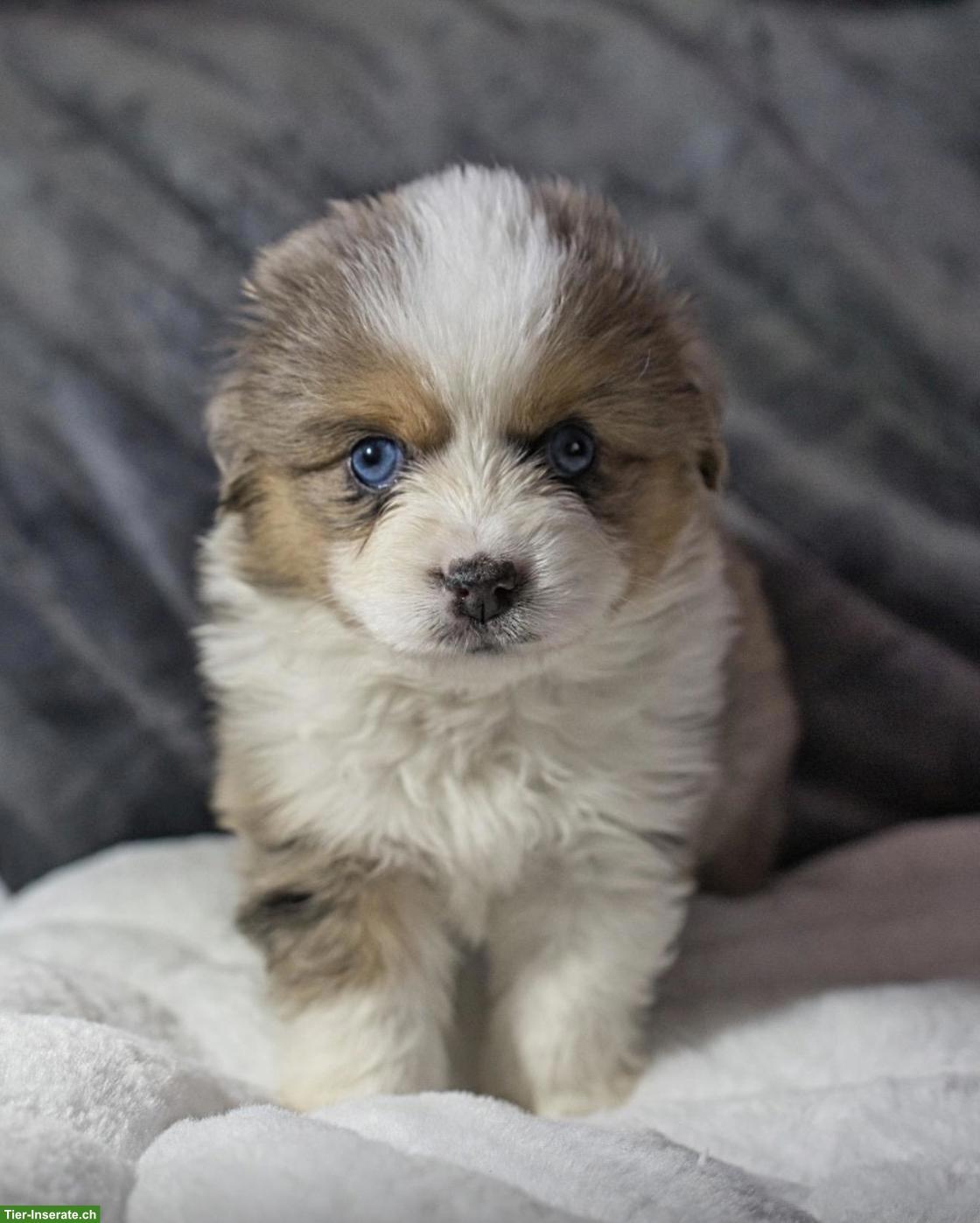 Bild 2: Mini Aussie / Toy Aussie / Miniature Australian Shepherd Welpen