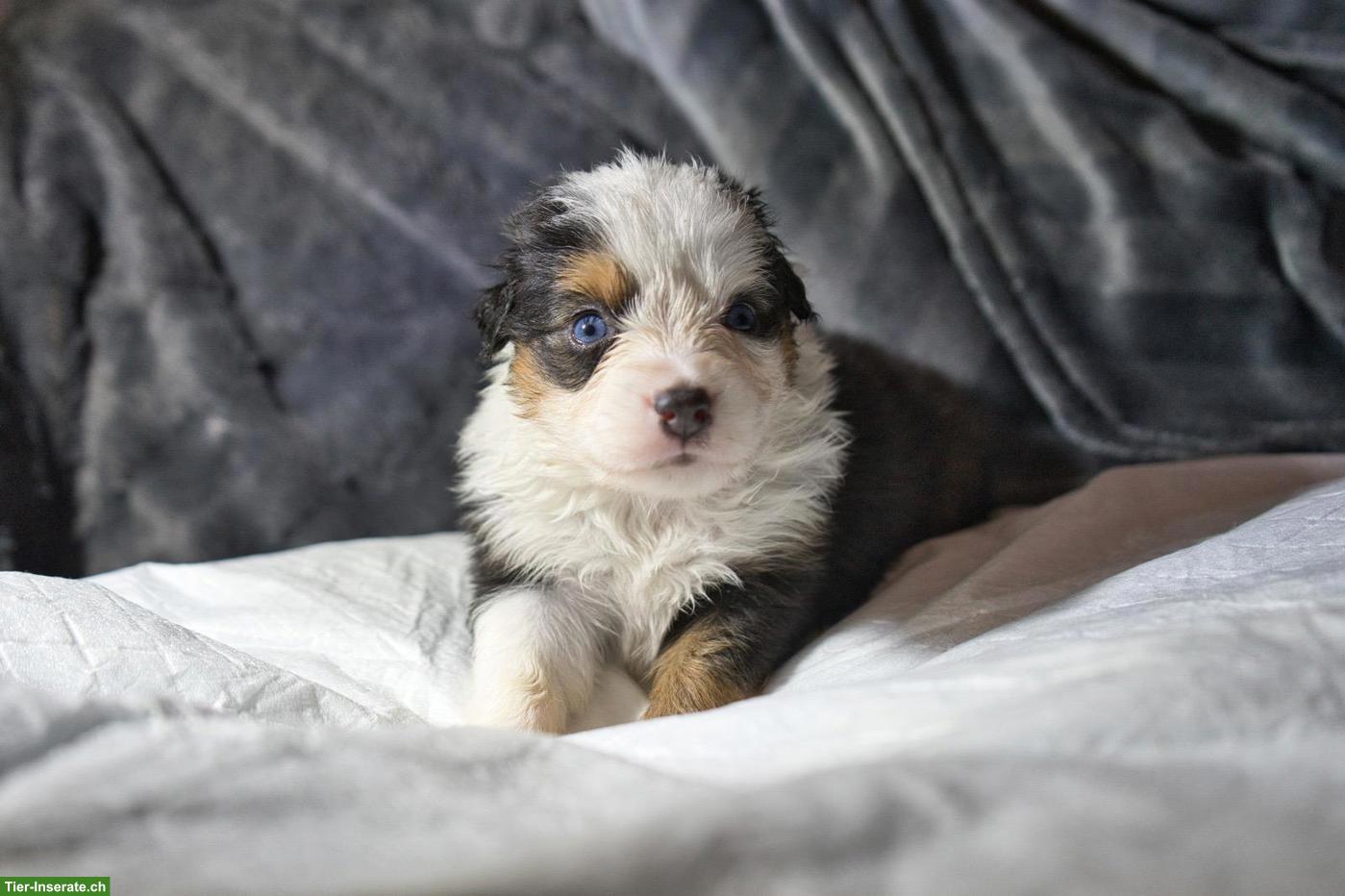 Bild 3: Mini Aussie / Toy Aussie / Miniature Australian Shepherd Welpen