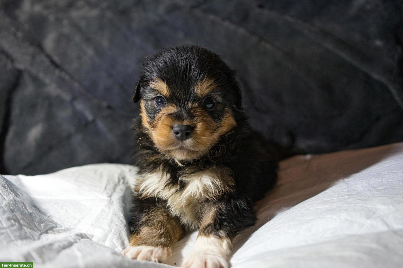 Bild 4: Mini Aussie / Toy Aussie / Miniature Australian Shepherd Welpen