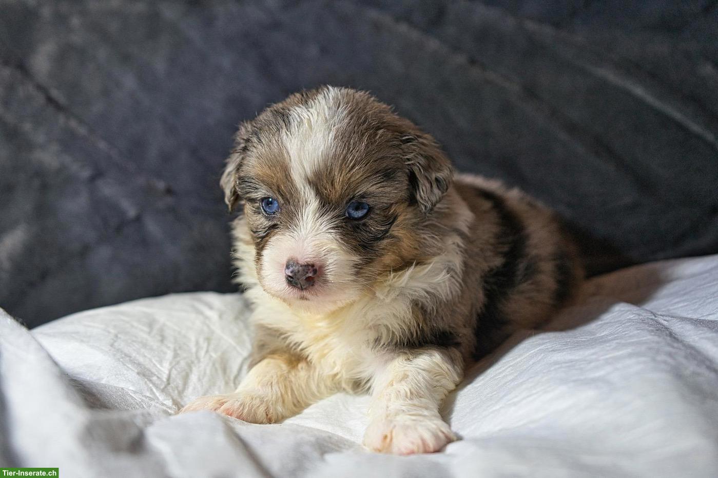 Bild 5: Mini Aussie / Toy Aussie / Miniature Australian Shepherd Welpen