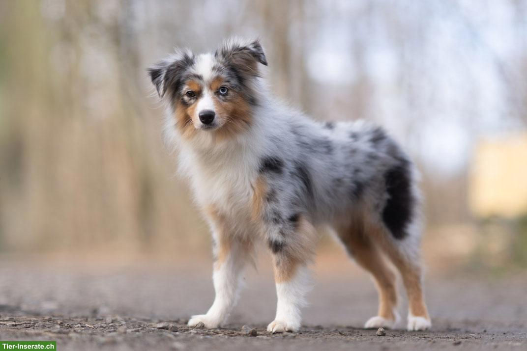 Bild 6: Mini Aussie / Toy Aussie / Miniature Australian Shepherd Welpen