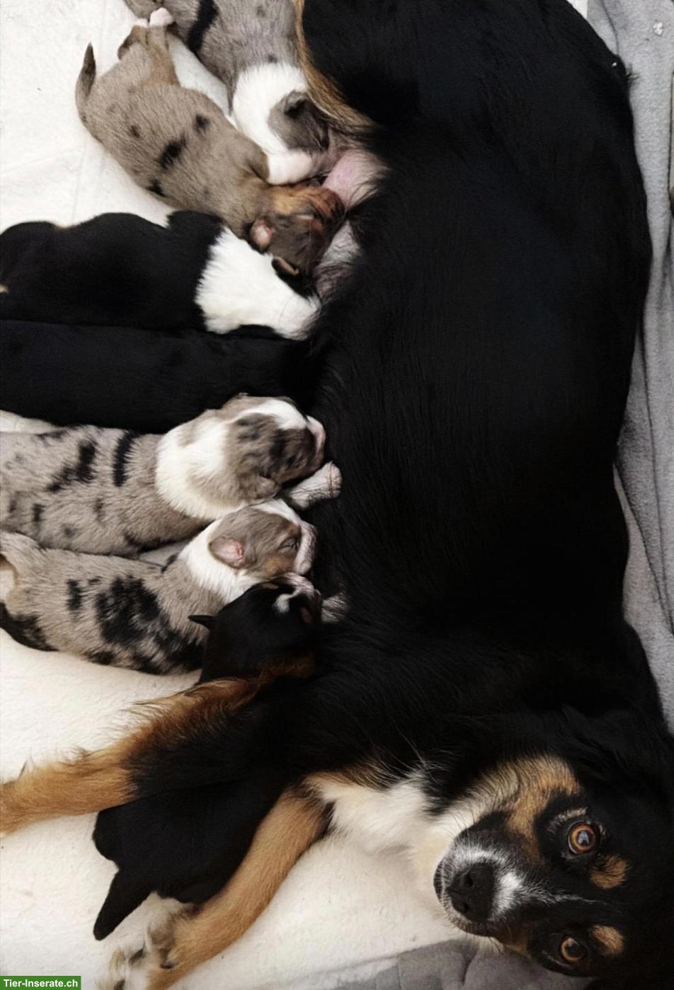 Bild 7: Mini Aussie / Toy Aussie / Miniature Australian Shepherd Welpen