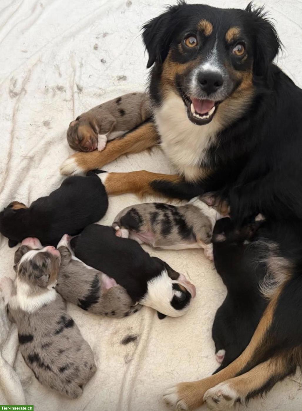 Bild 8: Mini Aussie / Toy Aussie / Miniature Australian Shepherd Welpen