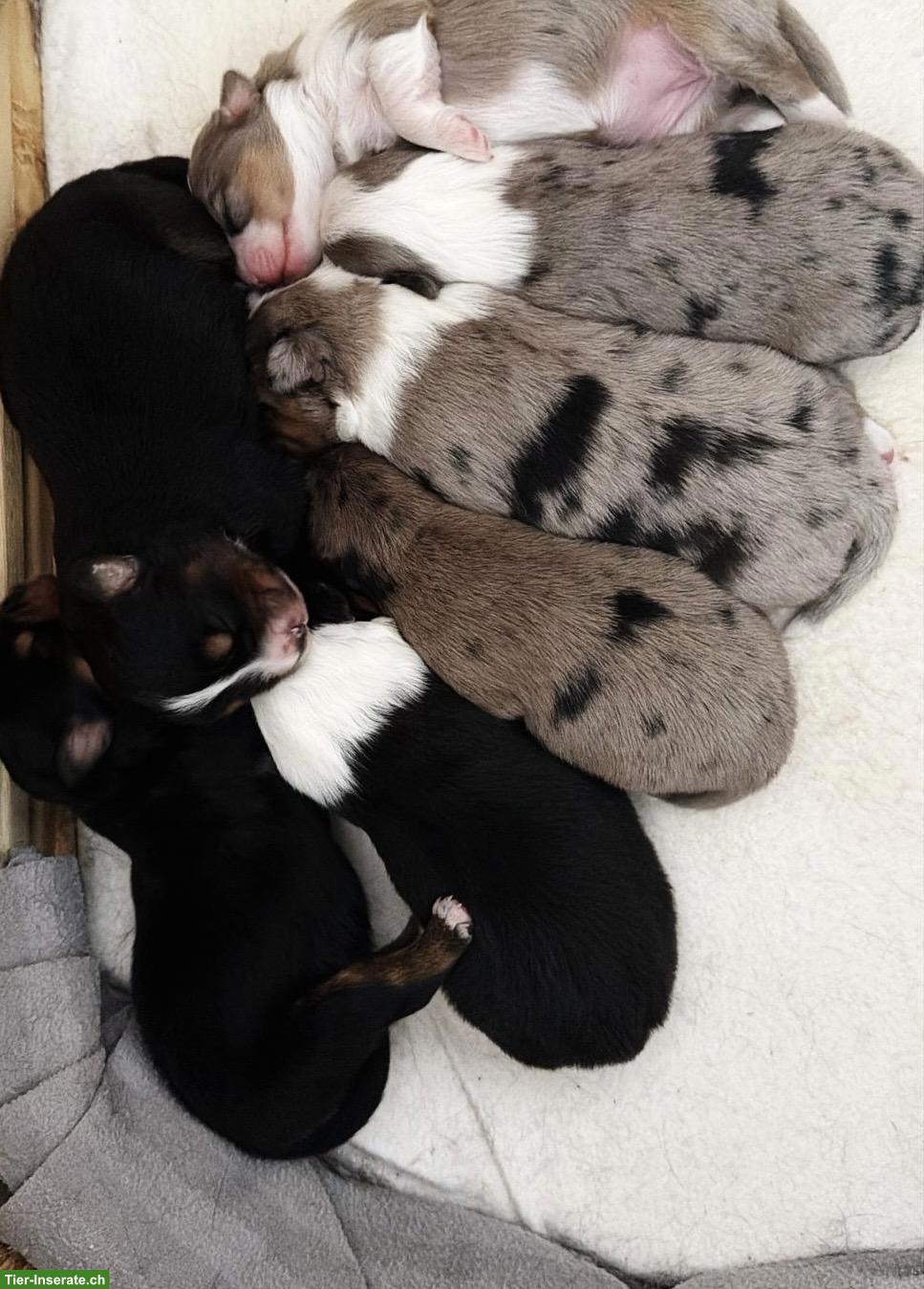Bild 9: Mini Aussie / Toy Aussie / Miniature Australian Shepherd Welpen