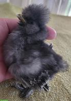 US Silkies Küken