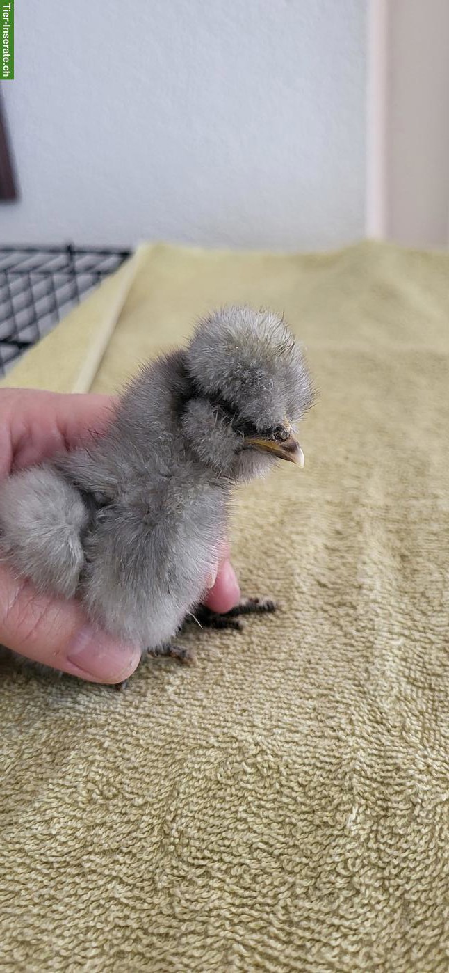 Bild 2: US Silkies Küken