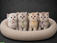 BKH / BLH Kitten mit 1. und 2. Impfung, gechippt, entwurmt