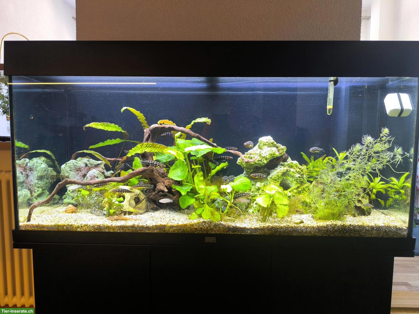 Aquarium Juwel 180 Komplettset mit Besatzung