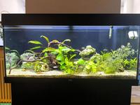 Aquarium Juwel 180 Komplettset mit Besatzung