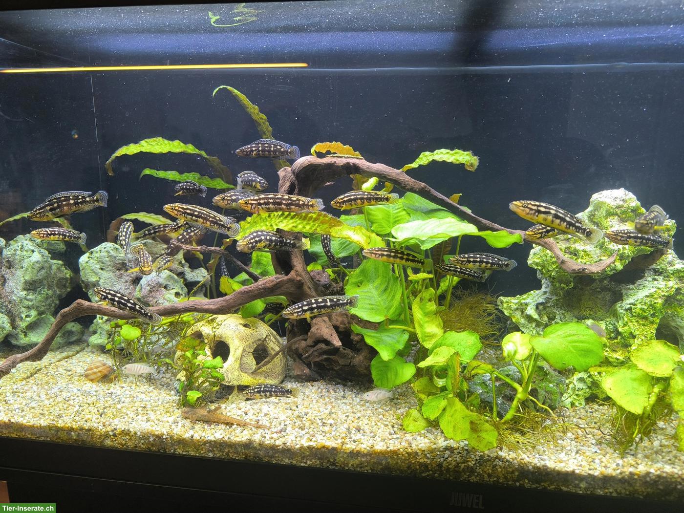 Bild 2: Aquarium Juwel 180 Komplettset mit Besatzung