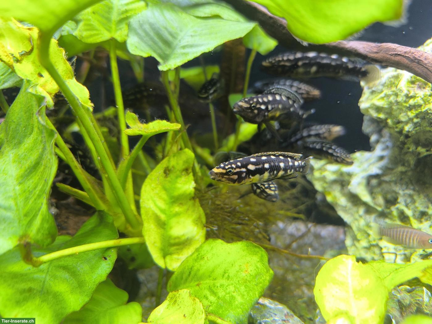 Bild 3: Aquarium Juwel 180 Komplettset mit Besatzung