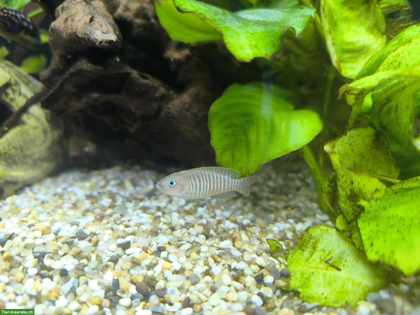 Bild 4: Aquarium Juwel 180 Komplettset mit Besatzung