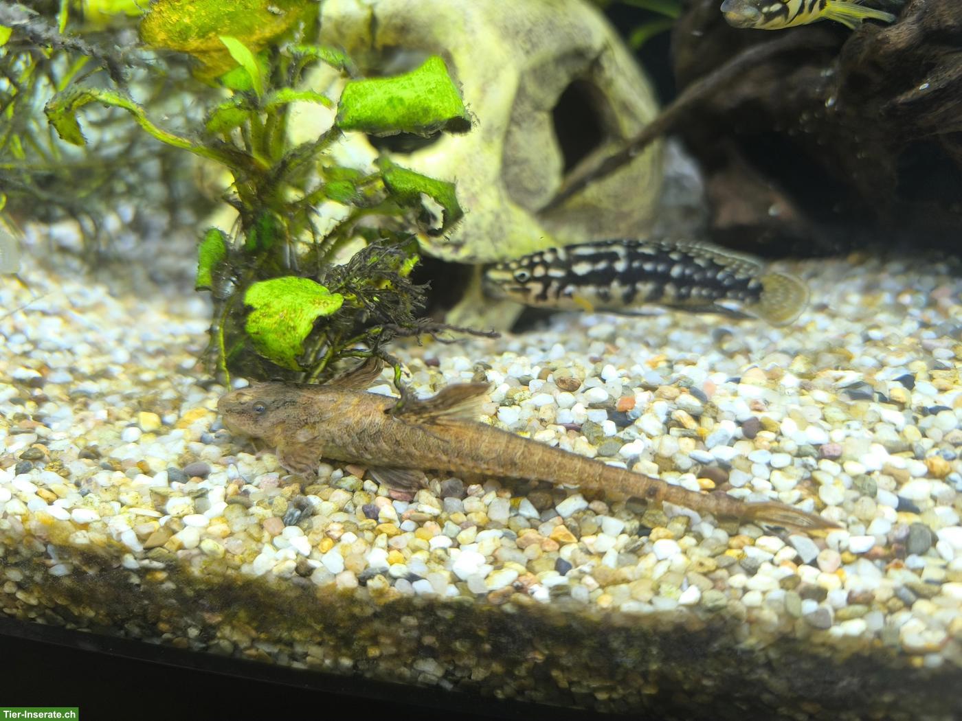 Bild 6: Aquarium Juwel 180 Komplettset mit Besatzung