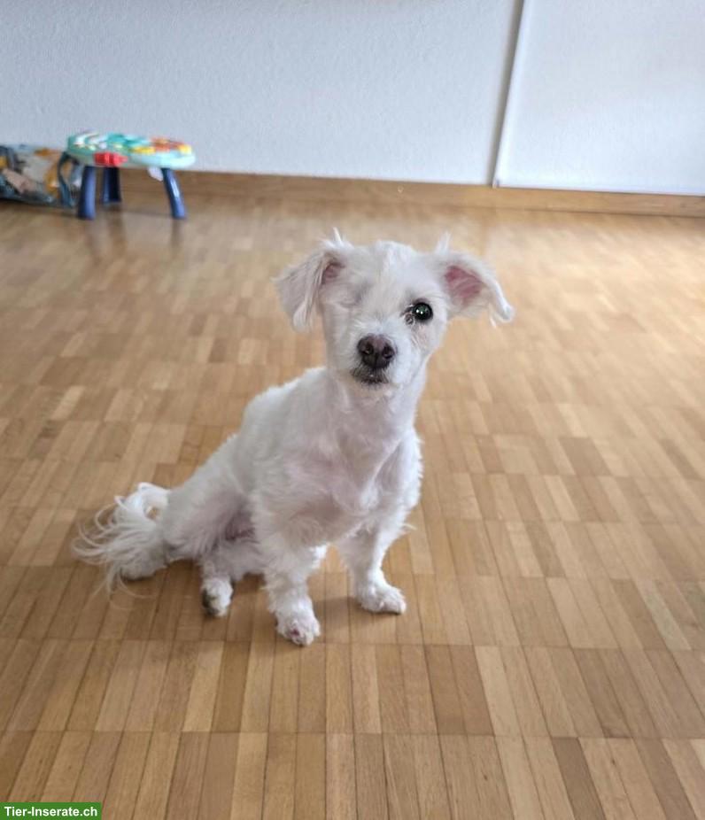 Liebe Malteser Hündin Mia sucht Für-immer-Zuhause ❤️