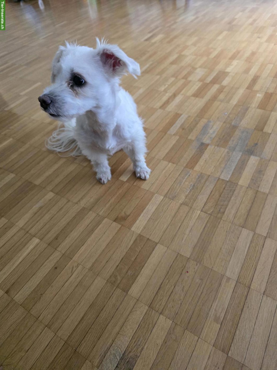 Bild 3: Liebe Malteser Hündin Mia sucht Für-immer-Zuhause ❤️