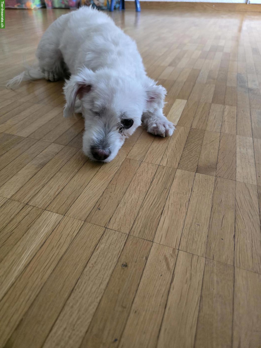 Bild 4: Liebe Malteser Hündin Mia sucht Für-immer-Zuhause ❤️
