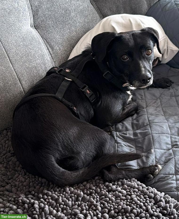 Bild 6: Mischlingshündin Debbie sucht ihr eigenes Zuhause