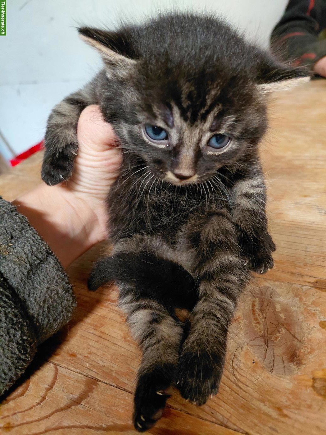 Zutrauliche Kitten zu verkaufen