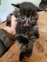 Zutrauliche Kitten zu verkaufen