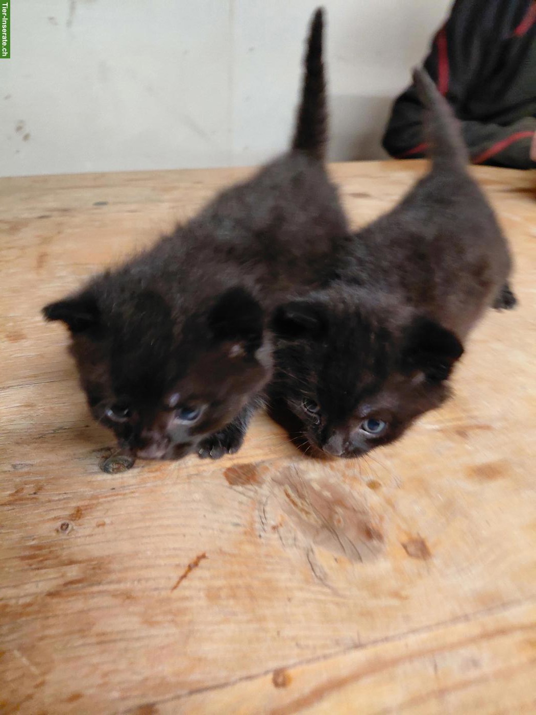Bild 2: Zutrauliche Kitten zu verkaufen
